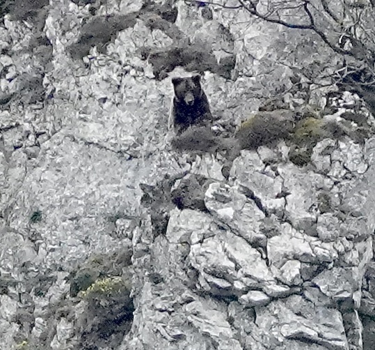 Cantabrian brown bear
